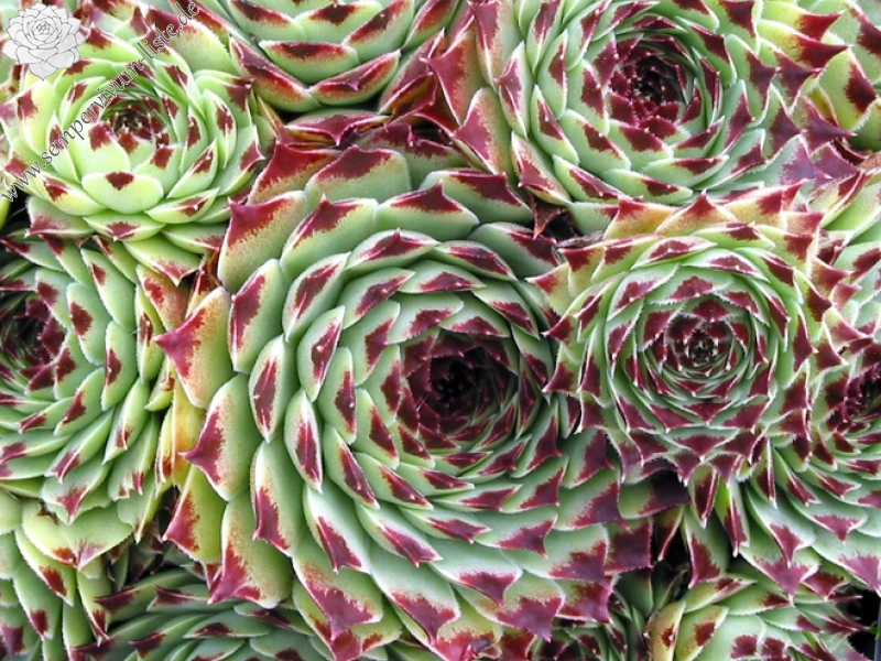 calcareum from Route d'Annot