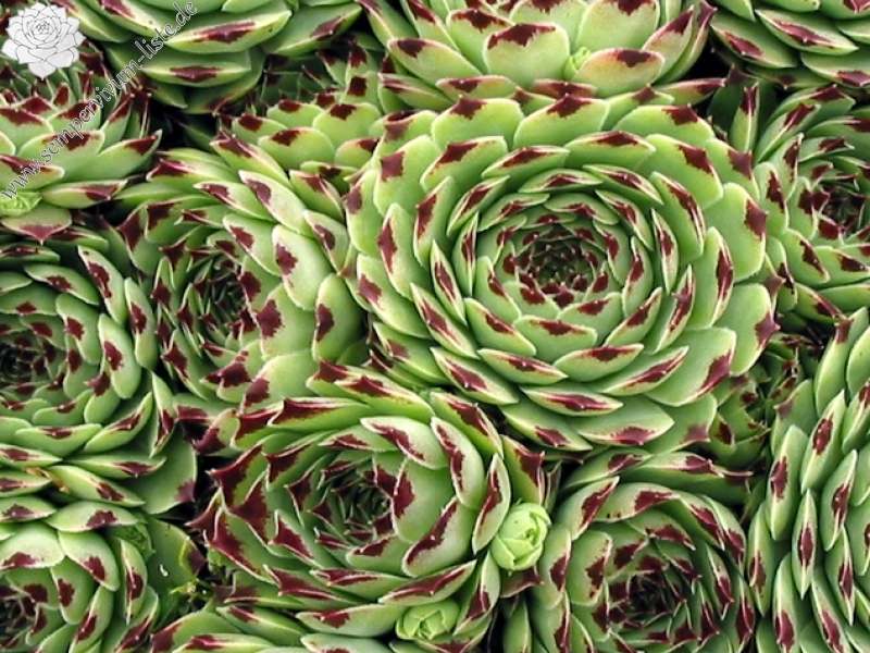 calcareum from Route d'Annot