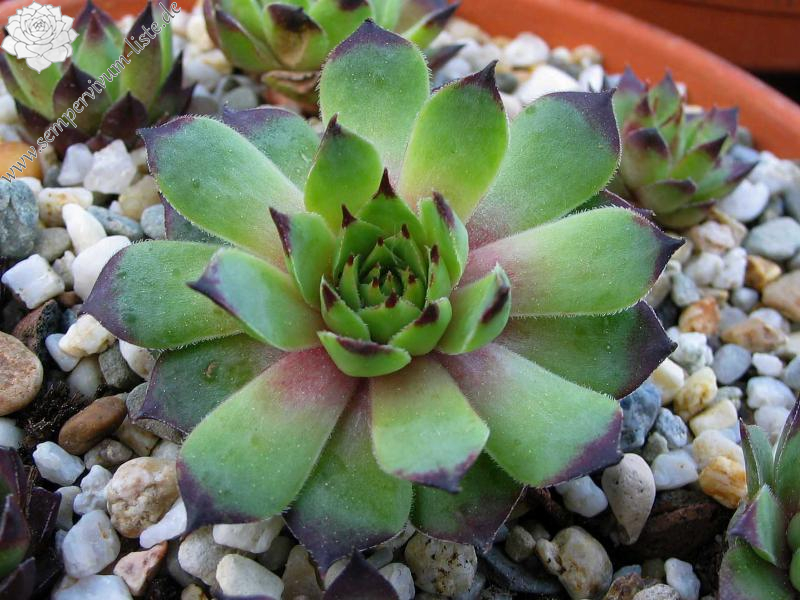 calcareum x S. tectorum