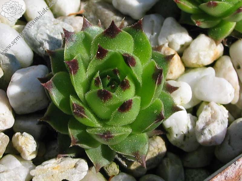 calcareum (spinifolium)
