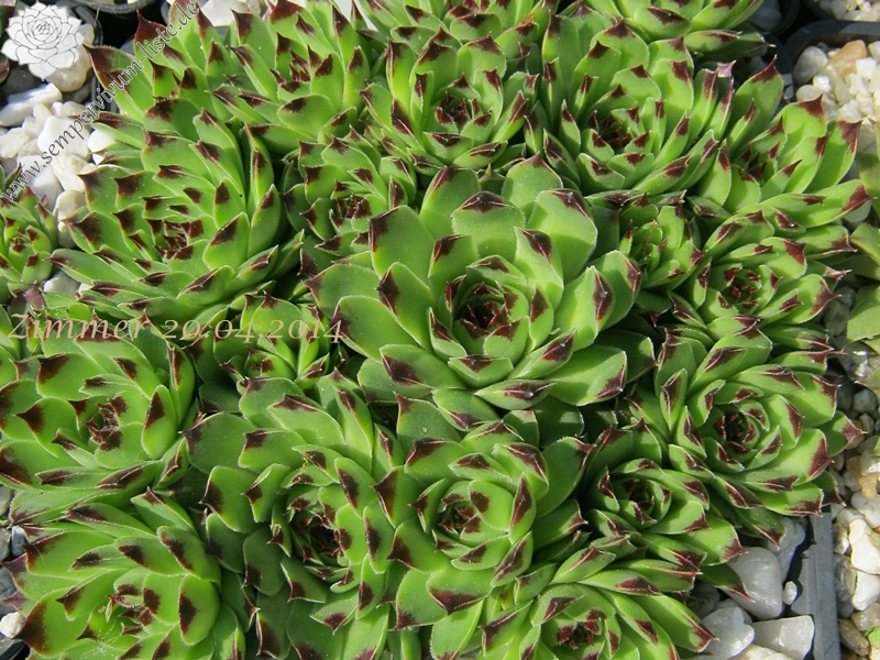 calcareum (spinifolium)