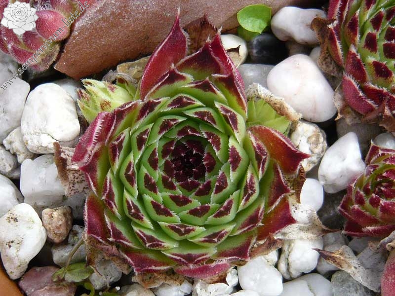 calcareum (spinifolium)