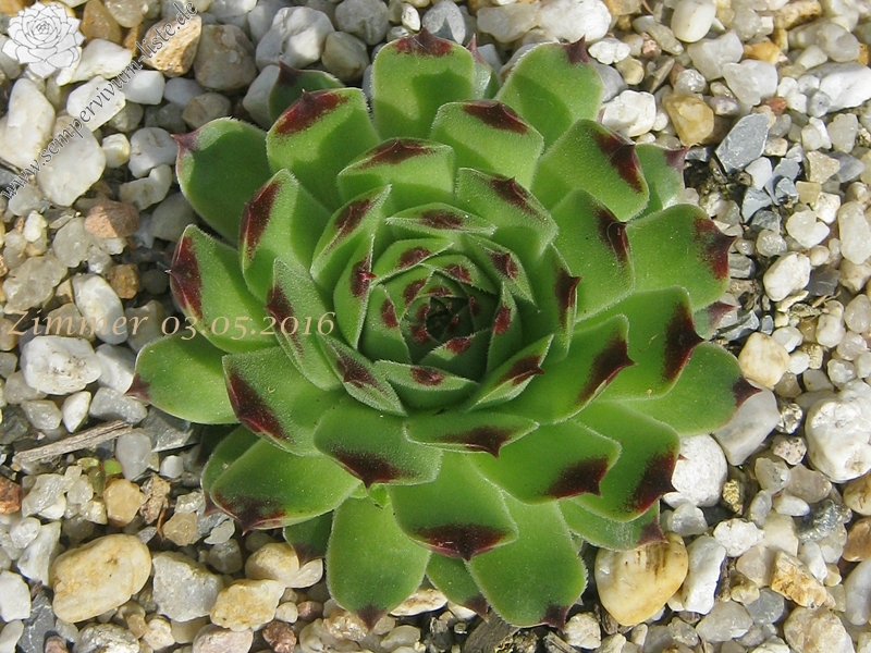 calcareum (spinifolium)