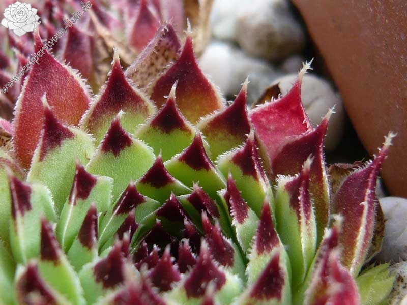 calcareum (spinifolium)