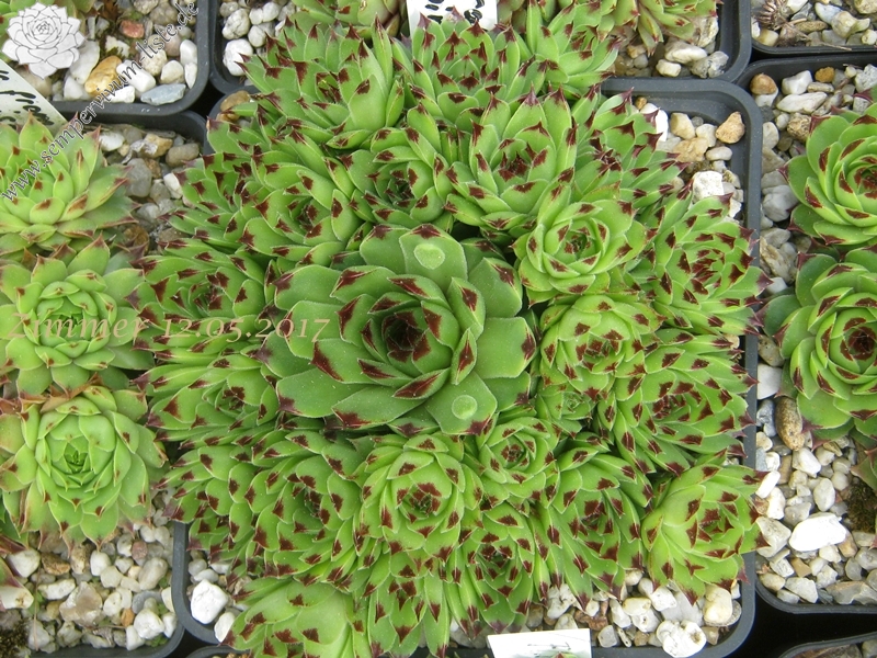 calcareum (spinifolium)