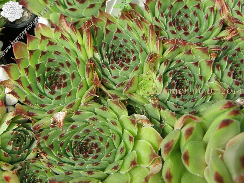 calcareum (spinifolium)