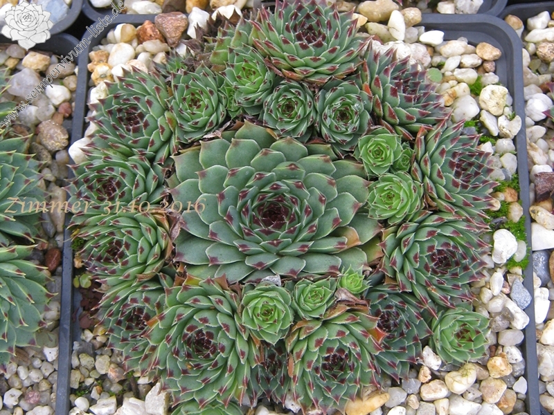 calcareum (spinifolium)