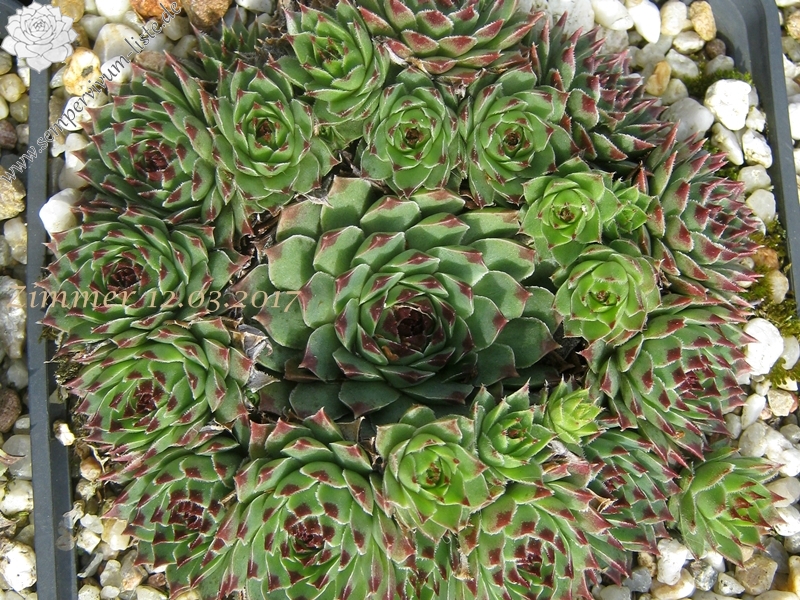 calcareum (spinifolium)