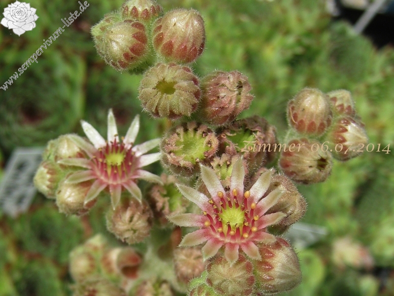 calcareum (spinifolium)