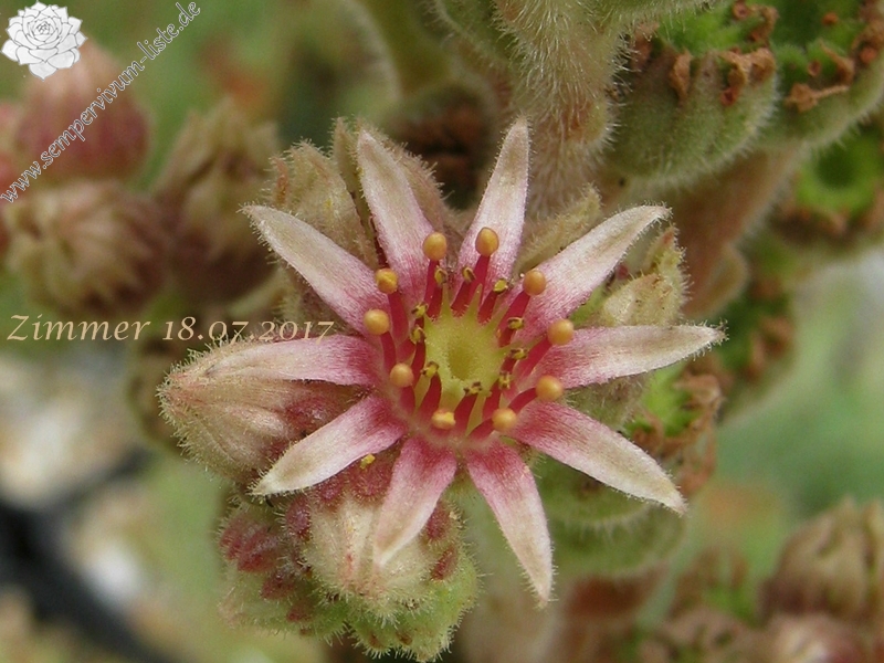 calcareum (spinifolium)