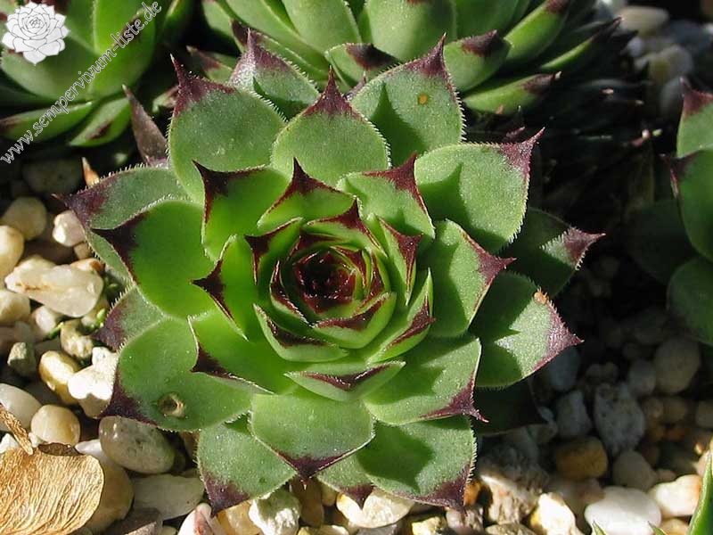 calcareum from Petite Céüse