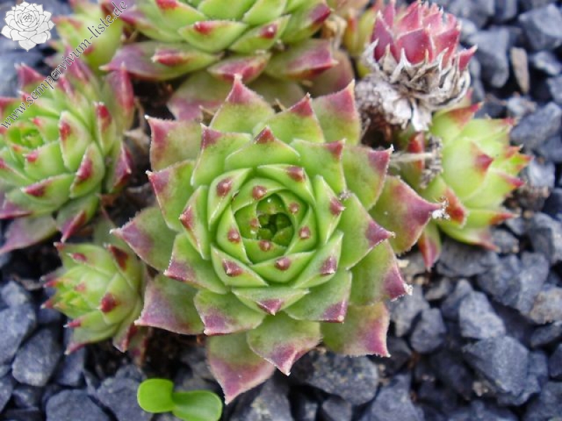 calcareum from Col Bayard