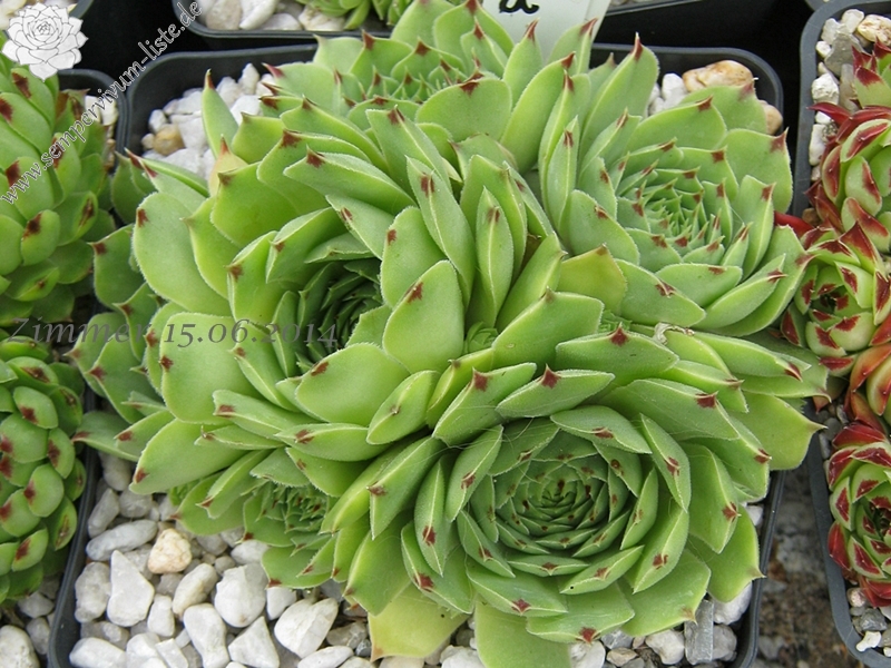 calcareum from Col de Gleize (Typ 3)