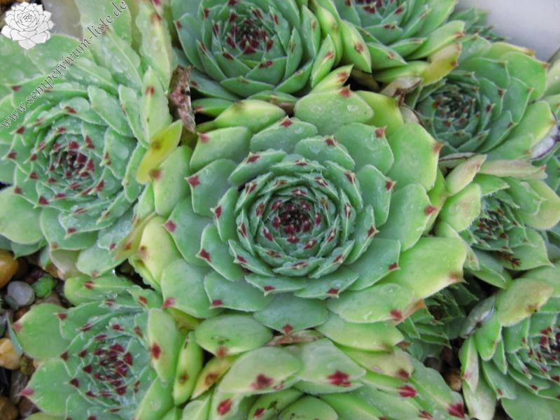 calcareum from Col de Gleize (Typ 3)