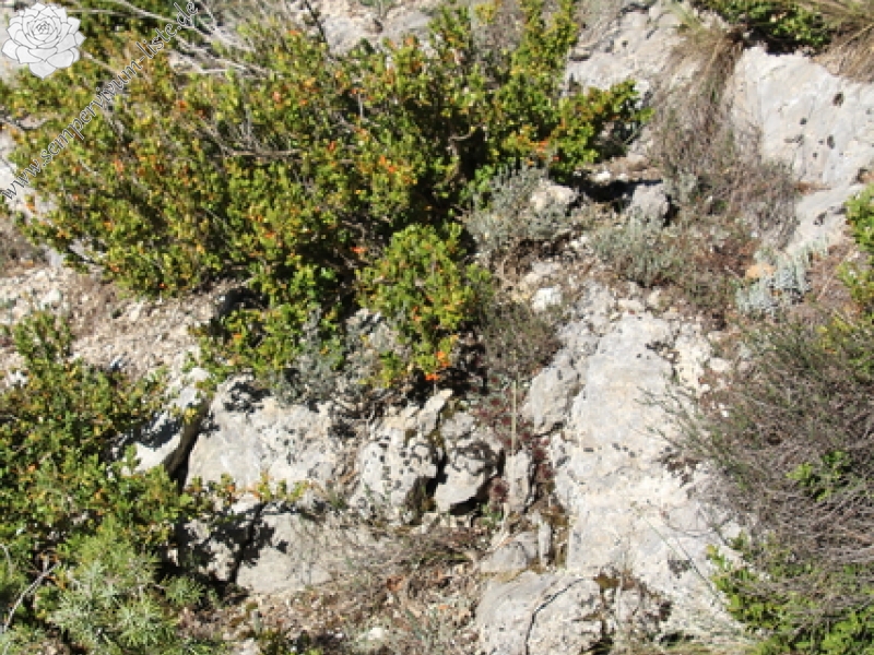 calcareum from Col de la Posterle