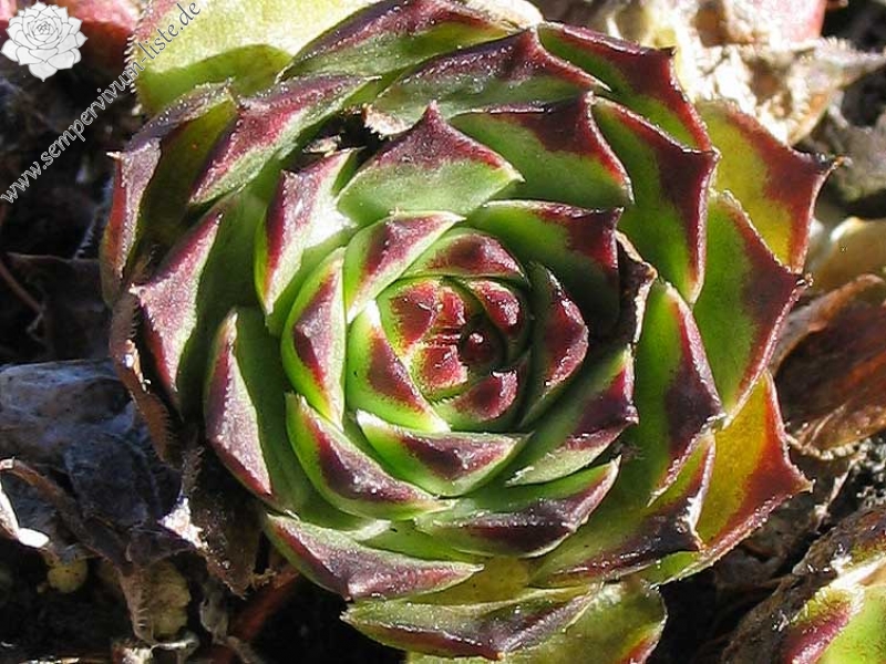 calcareum from Guillaumes