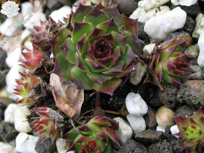 calcareum from Guillaumes