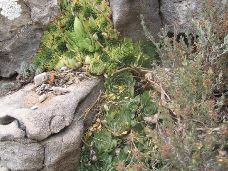 calcareum from Mont Ventoux, Point de vue