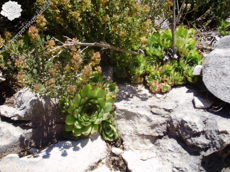 calcareum from Mont Ventoux, Point de vue