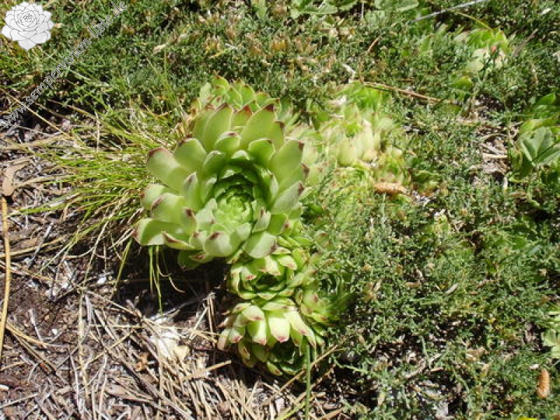 calcareum from Mont Ventoux, Point de vue