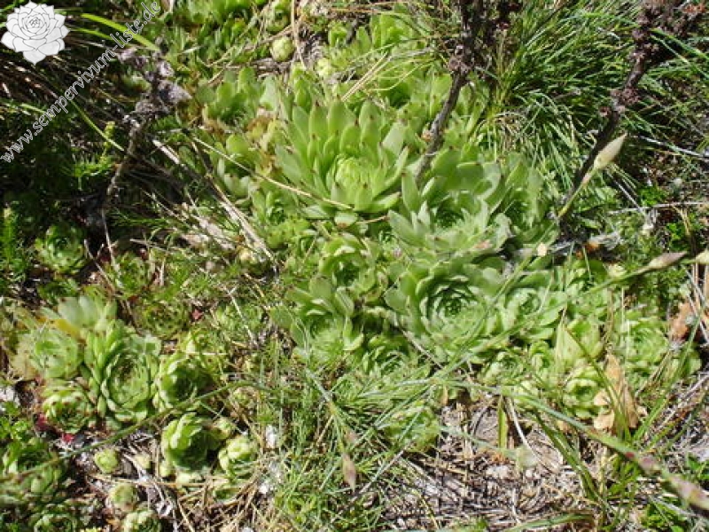 calcareum from Mont Ventoux, Point de vue