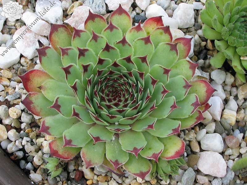 calcareum from Sospel