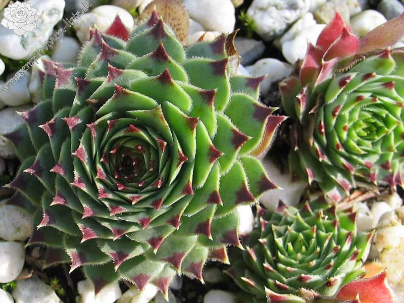 calcareum from Route d'Annot