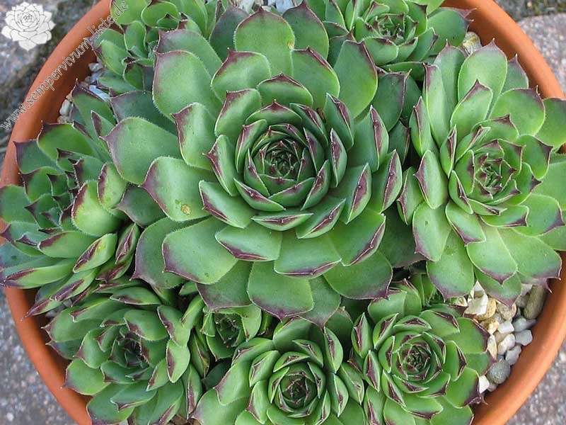 calcareum x S. tectorum