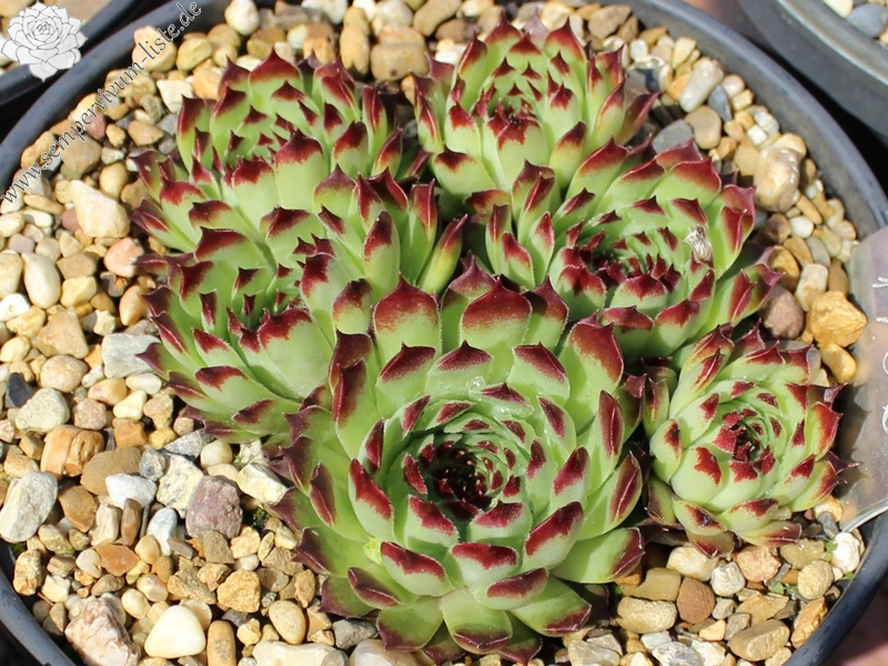 calcareum from Clue de Saint Auban 1