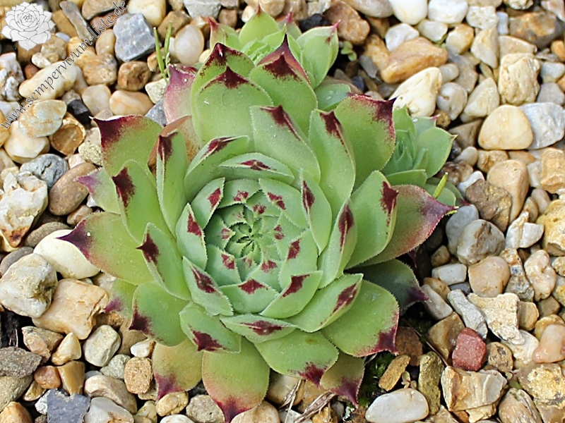 calcareum from Cheiron 1
