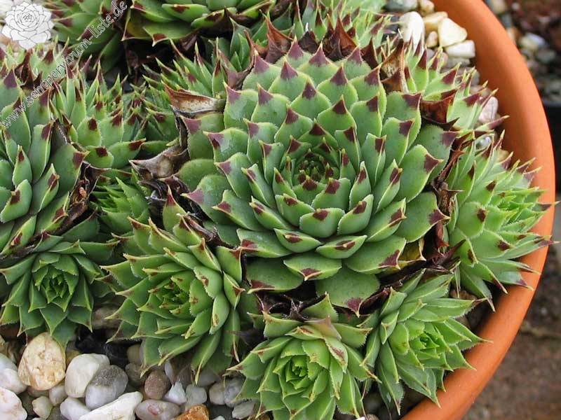 "calcareum (""pale form"") 6