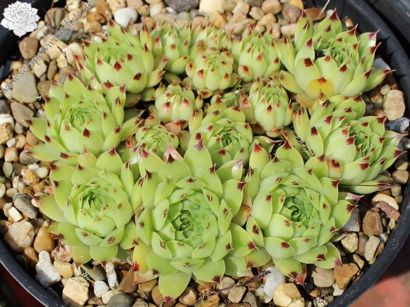 "calcareum (""pale form"") 2