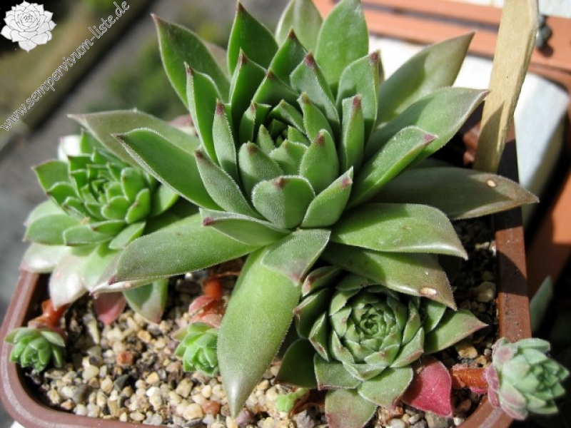 cantabricum ssp. cantabricum from Pico El Miro