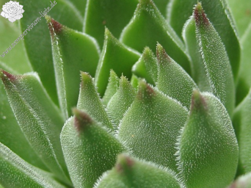 cantabricum ssp. cantabricum from Pico El Miro
