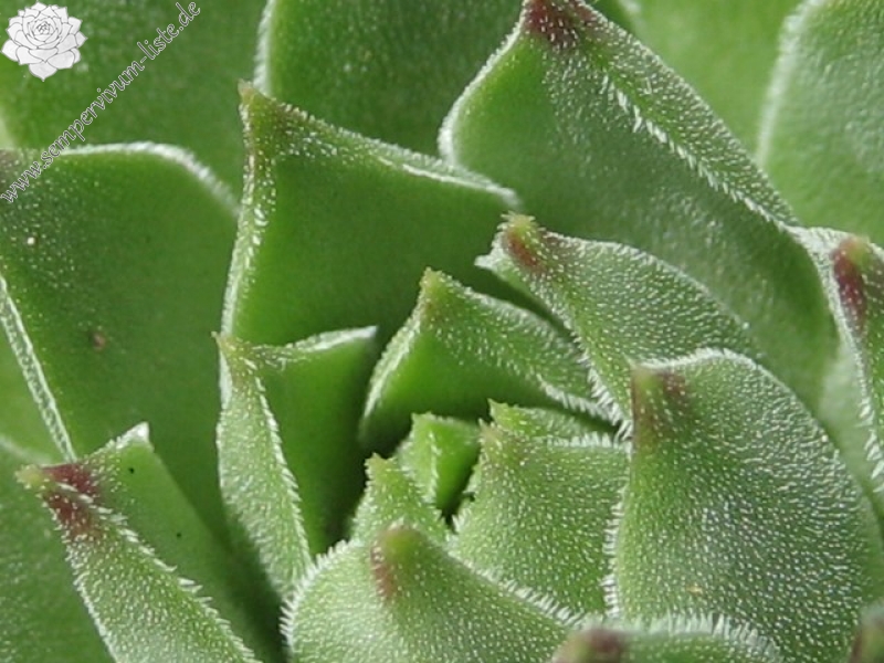 cantabricum ssp. cantabricum from Pico El Miro