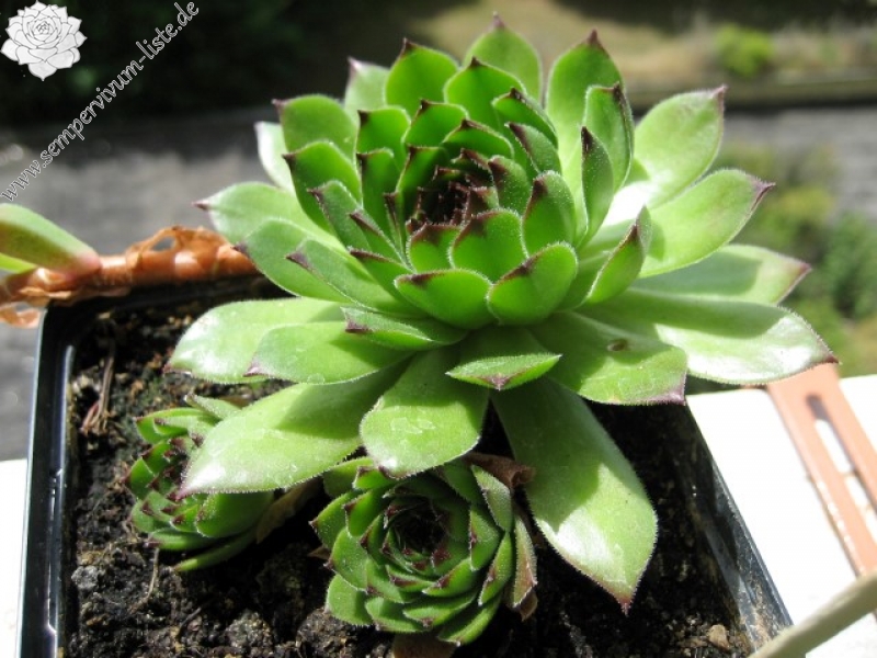cantabricum ssp. cantabricum from Montañas de Reinosa
