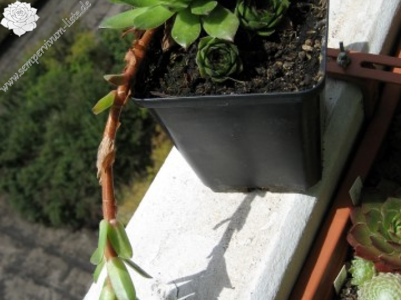 cantabricum ssp. cantabricum from Montañas de Reinosa