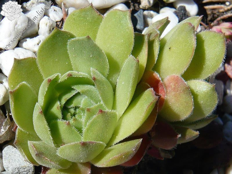 cantabricum ssp. cantabricum from Cuevas del Sil