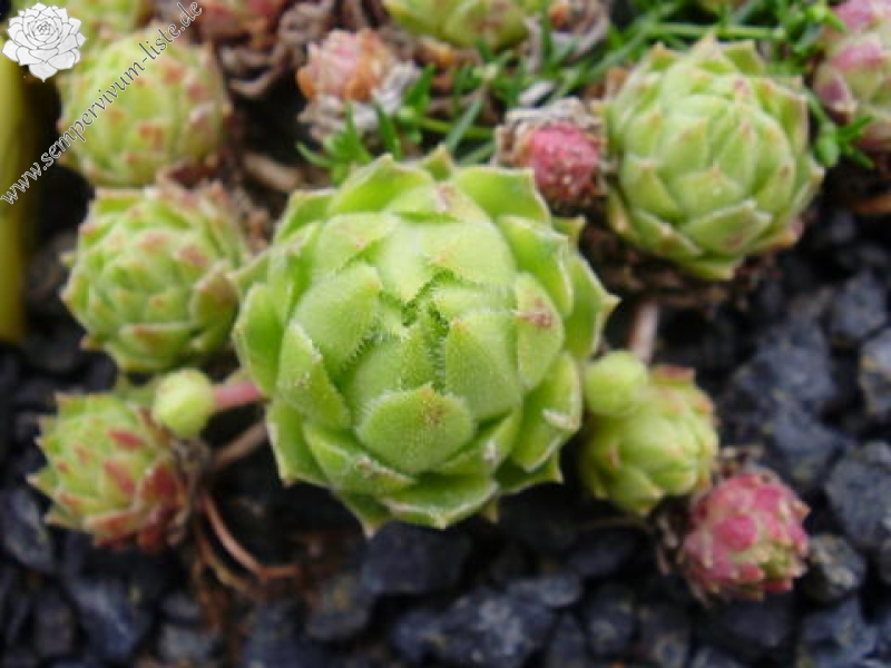 cantabricum ssp. urbionense from Picos de Urbión