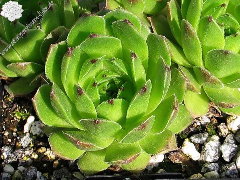 cantabricum ssp. urbionense from Laguna Negra de Urbión
