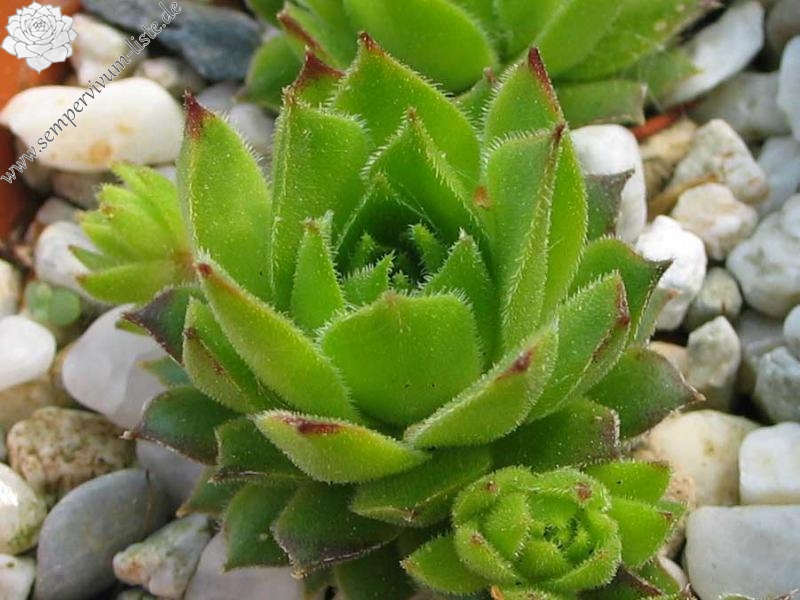 cantabricum (vicentei) from Picos de Urbion