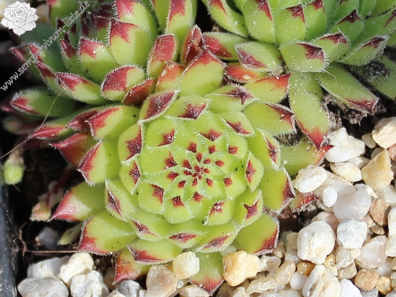 cantabricum x S. montanum