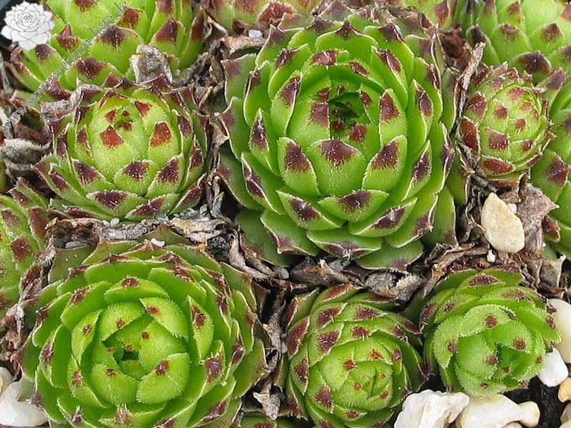 cantabricum ssp. guadarramense from Pico de Lobo
