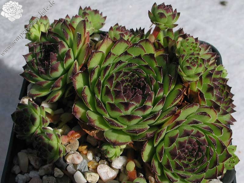cantabricum ssp. guadarramense from Las Torres de la Pedriza
