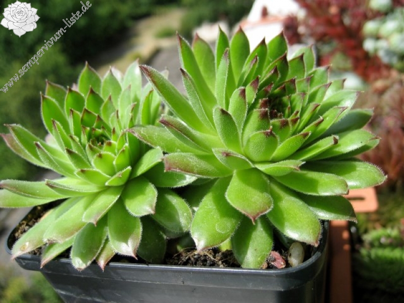 cantabricum ssp. cantabricum from Montañas de Reinosa