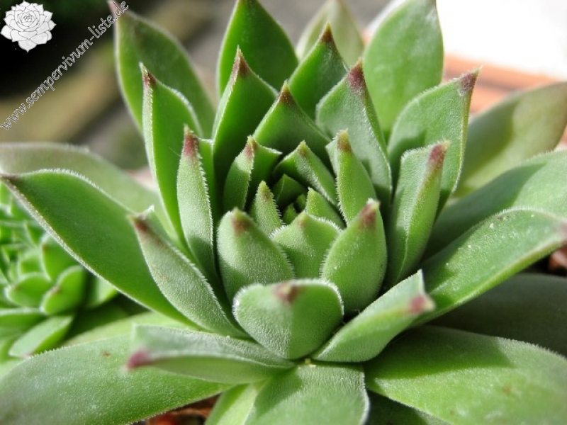 cantabricum ssp. cantabricum from Pico El Miro