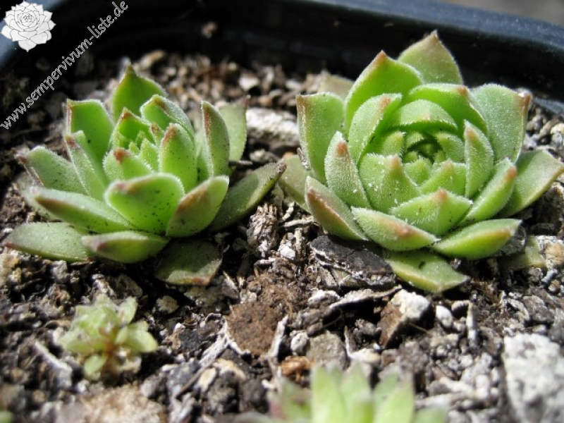 cantabricum ssp. cantabricum from Pico Tambaron