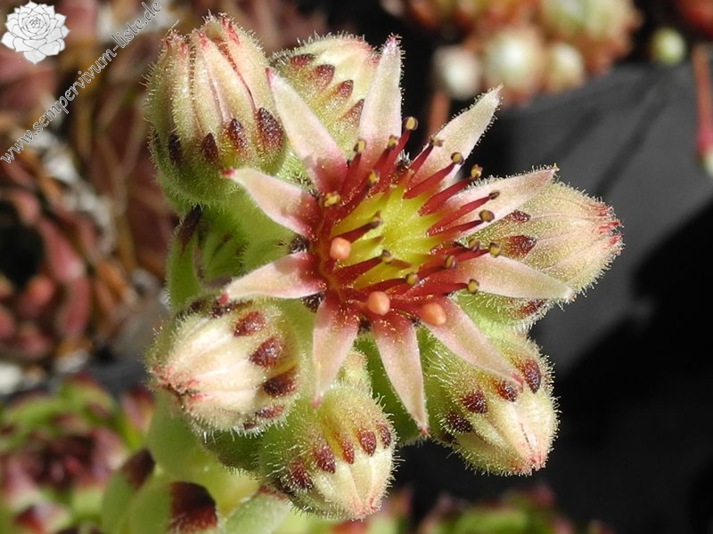 cantabricum ssp. guadarramense from Las Torres de la Pedriza