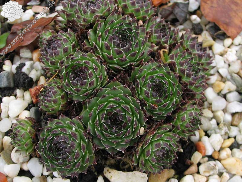 cantabricum ssp. guadarramense from Pico de Lobo