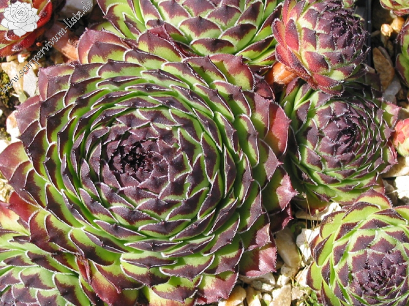 cantabricum ssp. guadarramense from Puerto de Navafria